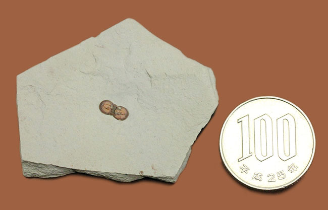 カンブリア紀の三葉虫アグノスタス目の属種（Ptychagnostus cuyanus）の上質化石（その9）
