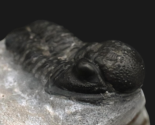 大きく丸みを帯びた頭鞍部が特徴的な三葉虫、ゲラストス（Gerastos）の化石（その1）