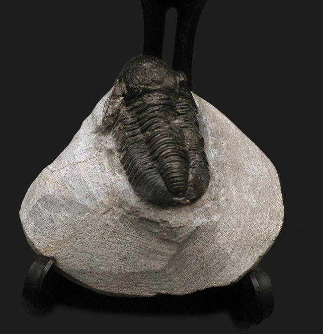 大きく丸みを帯びた頭鞍部が特徴的な三葉虫、ゲラストス（Gerastos）の化石（その2）