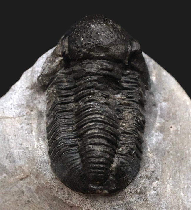 大きく丸みを帯びた頭鞍部が特徴的な三葉虫、ゲラストス（Gerastos）の化石（その3）