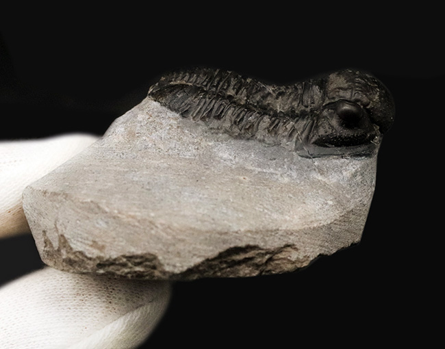 大きく丸みを帯びた頭鞍部が特徴的な三葉虫、ゲラストス（Gerastos）の化石（その4）