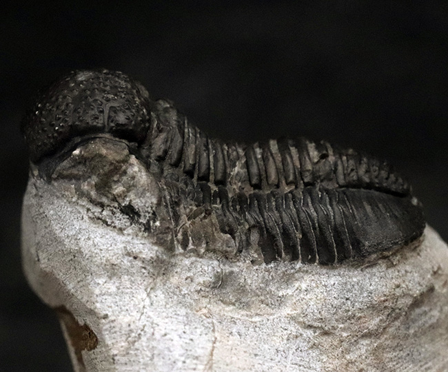 大きく丸みを帯びた頭鞍部が特徴的な三葉虫、ゲラストス（Gerastos）の化石（その5）