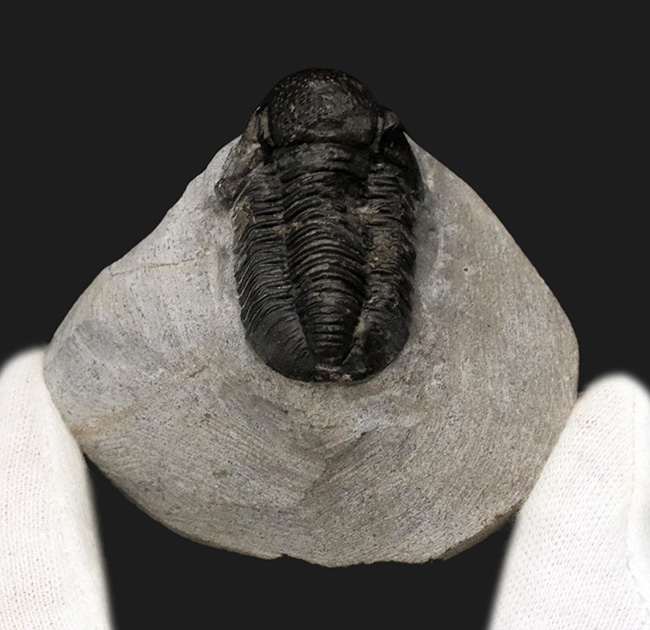 大きく丸みを帯びた頭鞍部が特徴的な三葉虫、ゲラストス（Gerastos）の化石（その6）