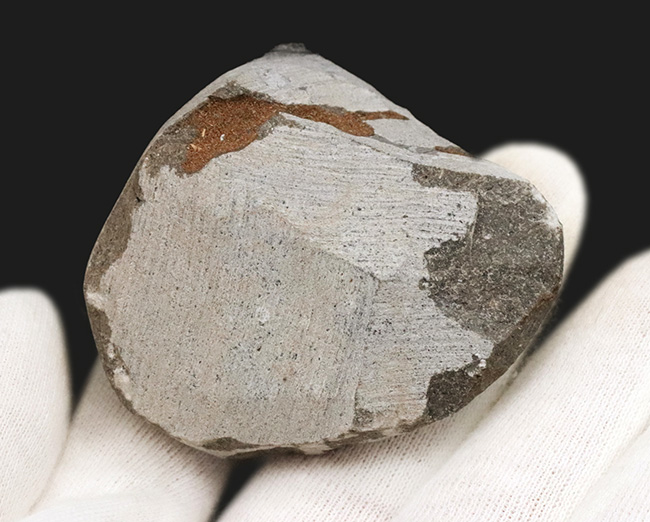 大きく丸みを帯びた頭鞍部が特徴的な三葉虫、ゲラストス（Gerastos）の化石（その7）
