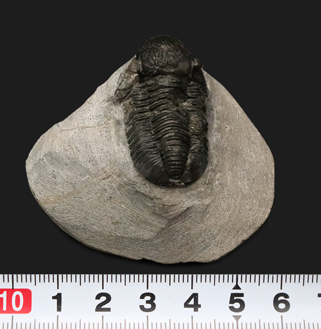 大きく丸みを帯びた頭鞍部が特徴的な三葉虫、ゲラストス（Gerastos）の化石（その8）