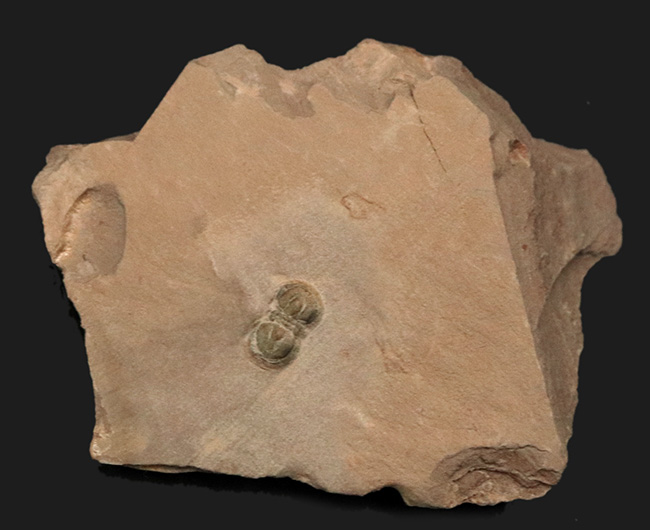 カンブリア紀中期に繁栄しその後パッタリと姿を消した、眼のない三葉虫、ペロノプシス（Peronopsis interstrictus）の化石（その1）