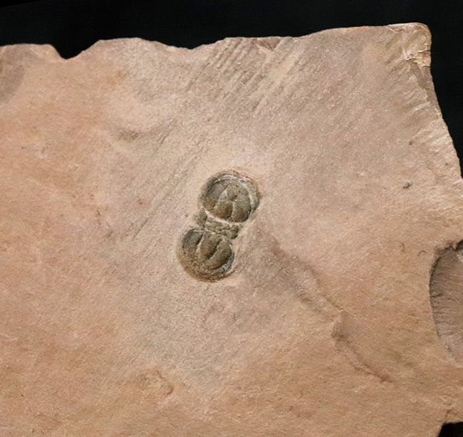 カンブリア紀中期に繁栄しその後パッタリと姿を消した、眼のない三葉虫、ペロノプシス（Peronopsis interstrictus）の化石（その2）