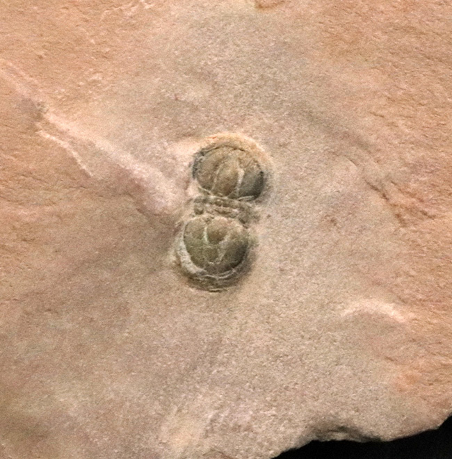 カンブリア紀中期に繁栄しその後パッタリと姿を消した、眼のない三葉虫、ペロノプシス（Peronopsis interstrictus）の化石（その6）