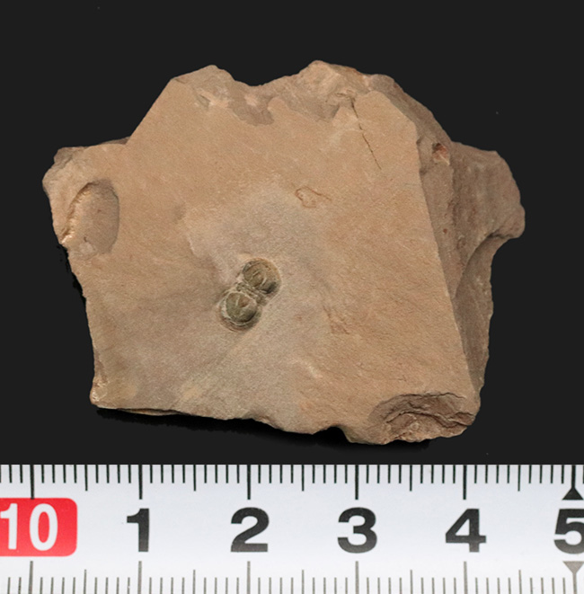 カンブリア紀中期に繁栄しその後パッタリと姿を消した、眼のない三葉虫、ペロノプシス（Peronopsis interstrictus）の化石（その7）