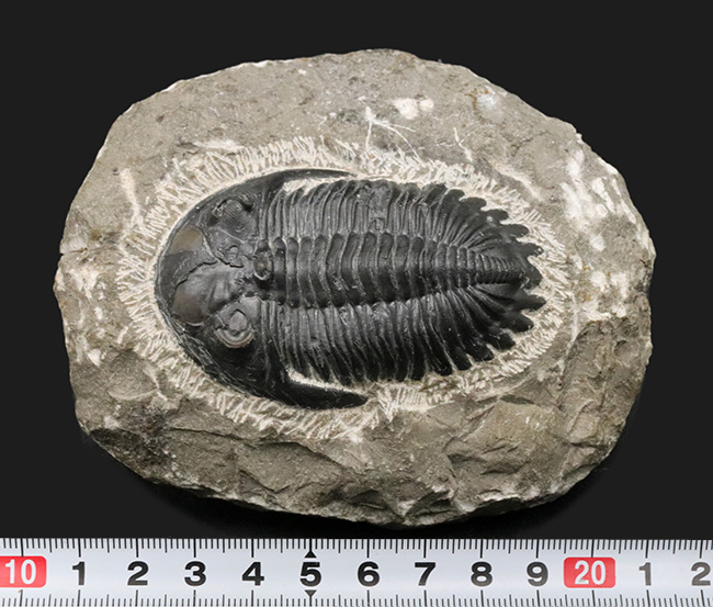 人気の三葉虫、左右の頬棘や尾部のフリルなど、その特徴がよく保存された美しいメタカンティナの化石（その10）