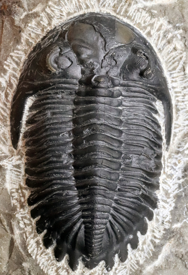 人気の三葉虫、左右の頬棘や尾部のフリルなど、その特徴がよく保存された美しいメタカンティナの化石（その2）