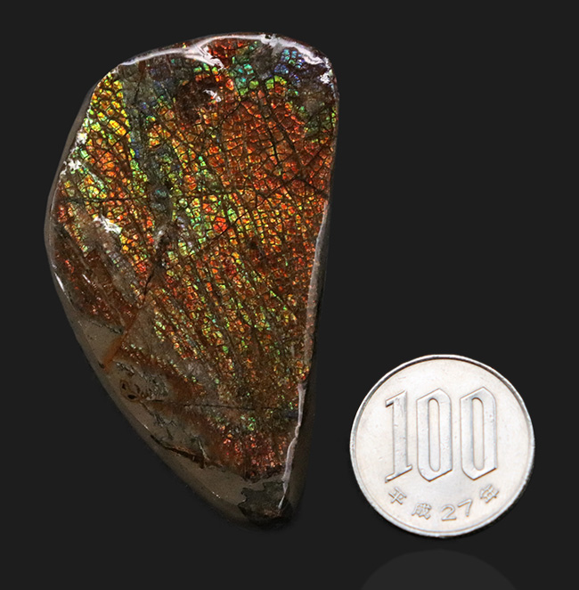 多色彩＆ドラゴンスキン！様々な色を呈する、美しきアンモライト（Ammolite）のピース（その6）