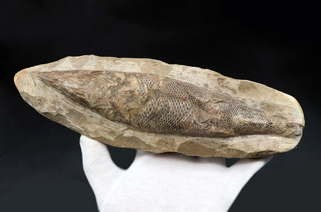 立派な個体、鱗の保存状態にご注目ください！１億年以上前の絶滅古代魚、ラコレピス（Rhacolepis）の化石（その10）