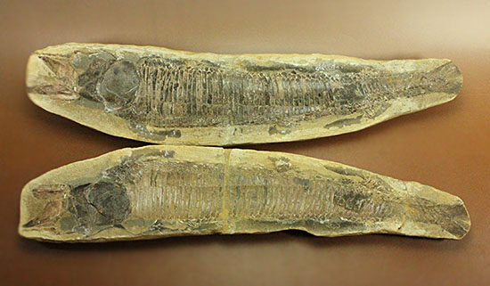 ブラジル産魚類化石