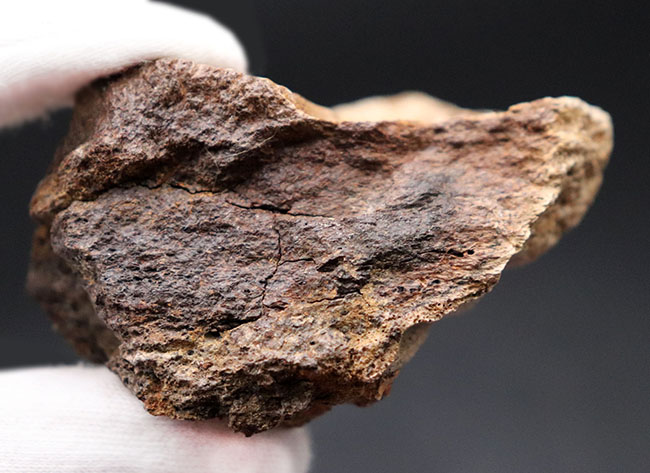 国内の公的博物館の放出品！専門家によるブリーフィングで、ティラノサウルス・レックスによる噛み跡と推察された穴が保存されたトリケラトプスのフリル（襟飾り）の化石（その9）