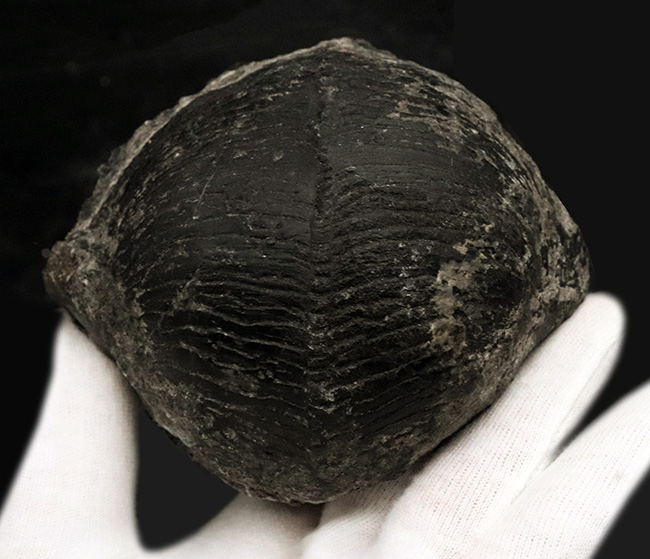 申し分ない保存状態！金生山産のペルム紀の貝、ベレロフォン（Bellerophon）の上質かつ巨大標本（その2）