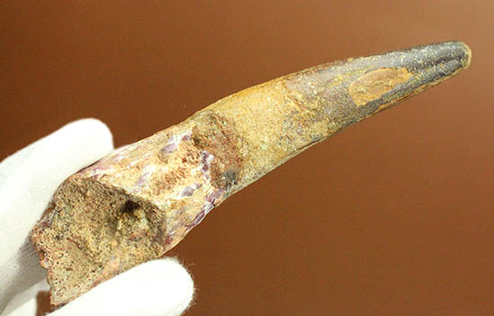 ロングカーブ計測12.5cmのなが~いスピノサウルスの歯化石(Spinosaurus)(その11)