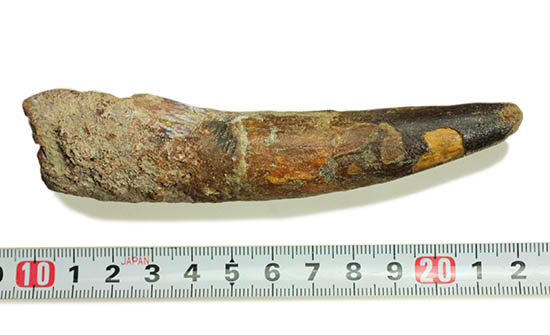 ロングカーブ計測12.5cmのなが~いスピノサウルスの歯化石(Spinosaurus)(その12)