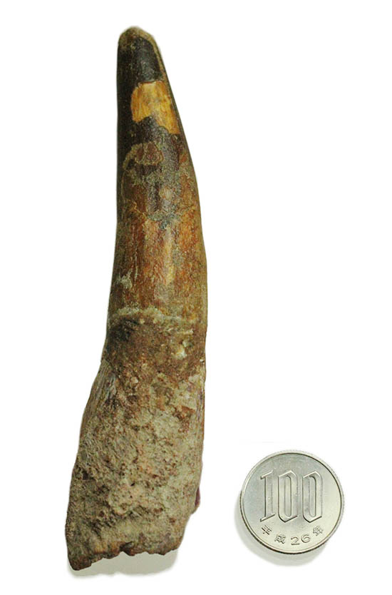 ロングカーブ計測12.5cmのなが~いスピノサウルスの歯化石(Spinosaurus)(その14)