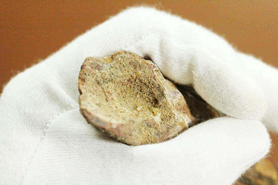 ロングカーブ計測12.5cmのなが~いスピノサウルスの歯化石(Spinosaurus)(その3)