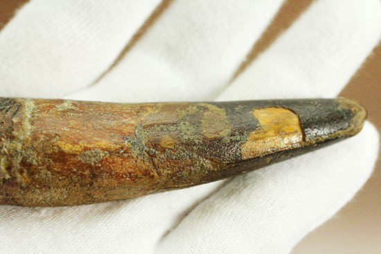 ロングカーブ計測12.5cmのなが~いスピノサウルスの歯化石(Spinosaurus)(その9)