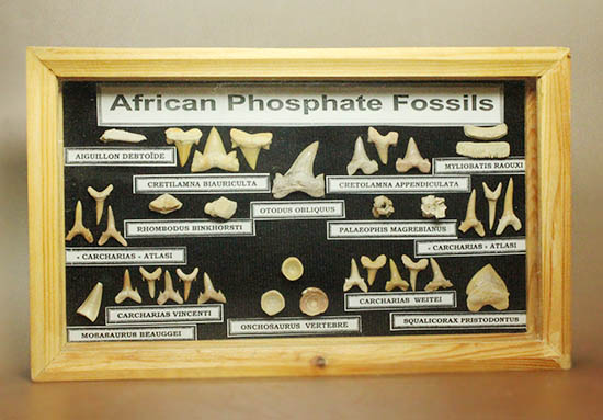 サメの歯ズラリ、モササウルス歯もみられる木箱入り化石標本セット（３５個入）（その1）