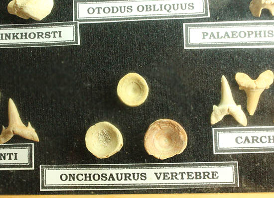 サメの歯ズラリ、モササウルス歯もみられる木箱入り化石標本セット（３５個入）（その10）