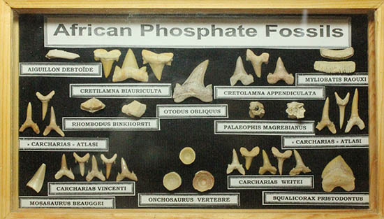 サメの歯ズラリ、モササウルス歯もみられる木箱入り化石標本セット（３５個入）（その15）