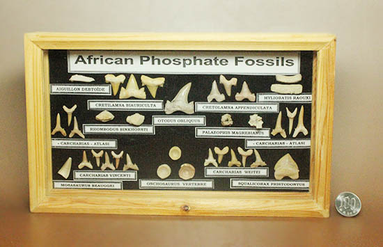 サメの歯ズラリ、モササウルス歯もみられる木箱入り化石標本セット（３５個入）（その16）