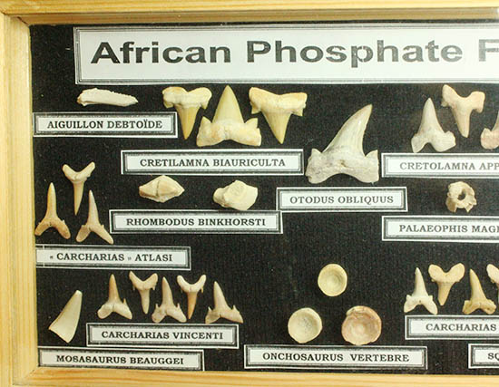 サメの歯ズラリ、モササウルス歯もみられる木箱入り化石標本セット（３５個入）（その3）