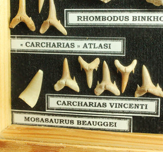サメの歯ズラリ、モササウルス歯もみられる木箱入り化石標本セット（３５個入）（その4）