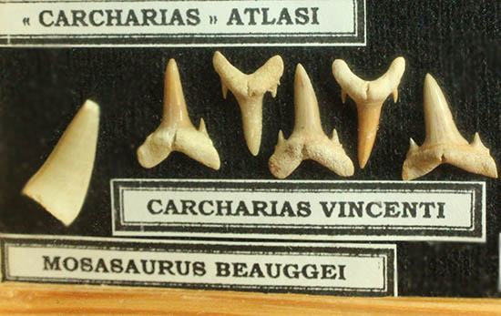 サメの歯ズラリ、モササウルス歯もみられる木箱入り化石標本セット（３５個入）（その5）