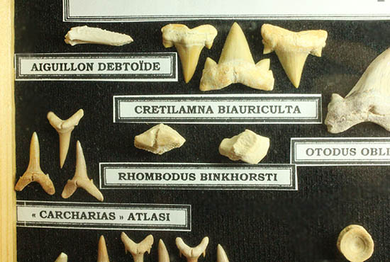 サメの歯ズラリ、モササウルス歯もみられる木箱入り化石標本セット（３５個入）（その6）