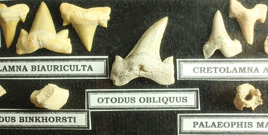 サメの歯ズラリ、モササウルス歯もみられる木箱入り化石標本セット（３５個入）（その7）