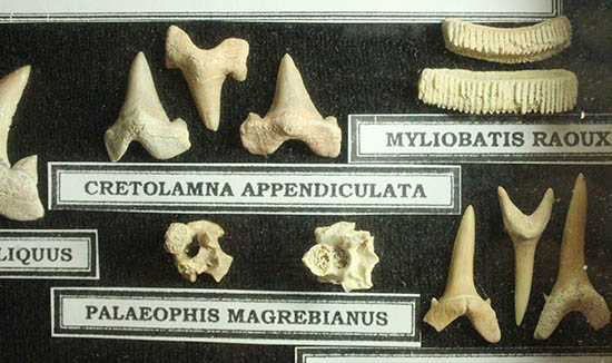 サメの歯ズラリ、モササウルス歯もみられる木箱入り化石標本セット（３５個入）（その8）