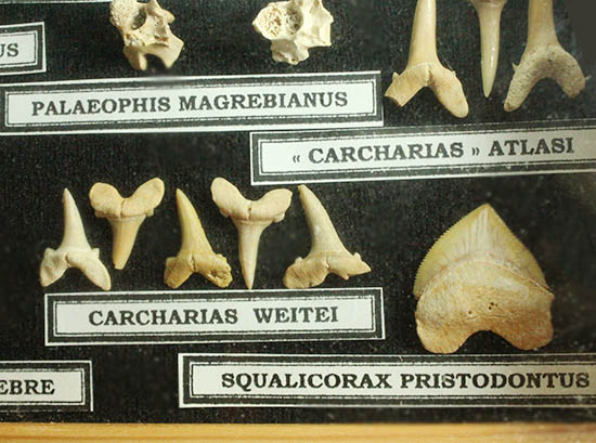 サメの歯ズラリ、モササウルス歯もみられる木箱入り化石標本セット（３５個入）（その9）