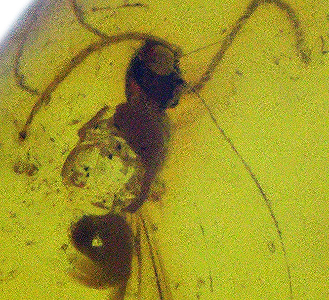 秘められた宝、３０００万年前の虫が眠るドミニカ産琥珀（Amber）（その5）