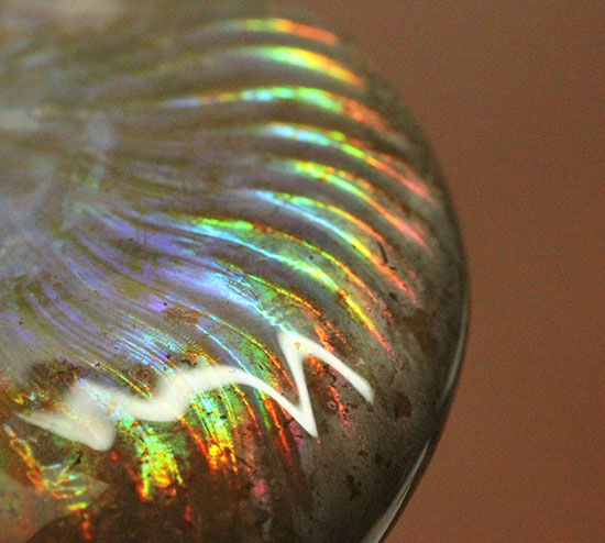 虹色を楽しめる貴重な厳選標本！マダガスカル産イリデッセンス（iridescence）アンモナイト（その1）
