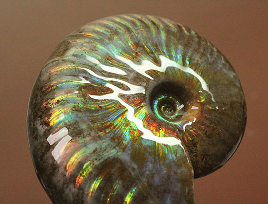 虹色を楽しめる貴重な厳選標本！マダガスカル産イリデッセンス（iridescence）アンモナイト（その11）