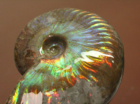 虹色を楽しめる貴重な厳選標本！マダガスカル産イリデッセンス（iridescence）アンモナイト（その12）