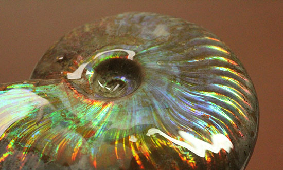 虹色を楽しめる貴重な厳選標本！マダガスカル産イリデッセンス（iridescence）アンモナイト（その13）