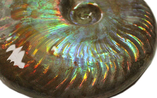 虹色を楽しめる貴重な厳選標本！マダガスカル産イリデッセンス（iridescence）アンモナイト（その3）