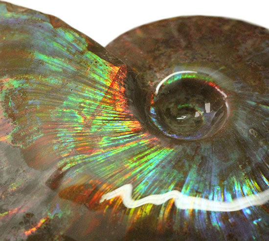 虹色を楽しめる貴重な厳選標本！マダガスカル産イリデッセンス（iridescence）アンモナイト（その4）