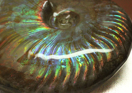 虹色を楽しめる貴重な厳選標本！マダガスカル産イリデッセンス（iridescence）アンモナイト（その9）
