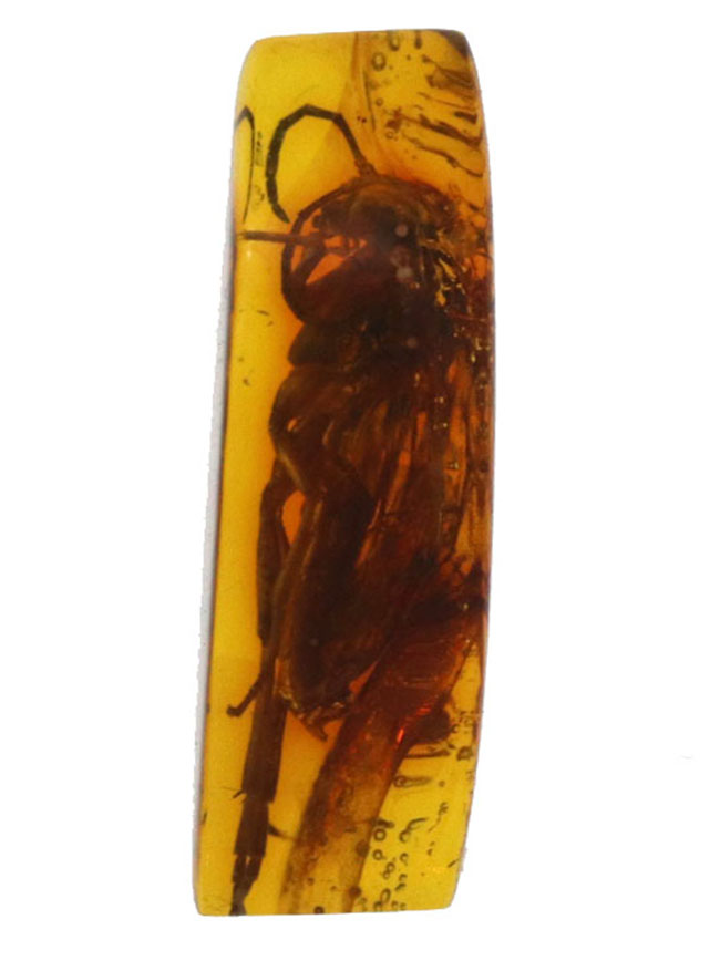 衝撃度ナンバーワン！これは虫の缶詰だ！およそ４０００万年前のベッコウバチ科（Spider wasp）の虫が内包されたバルティックアンバー（Amber）（その4）