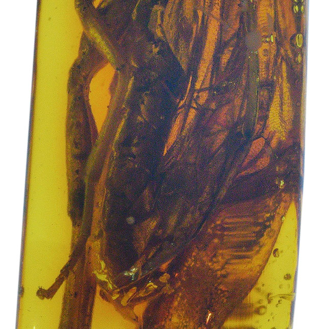 衝撃度ナンバーワン！これは虫の缶詰だ！およそ４０００万年前のベッコウバチ科（Spider wasp）の虫が内包されたバルティックアンバー（Amber）（その6）