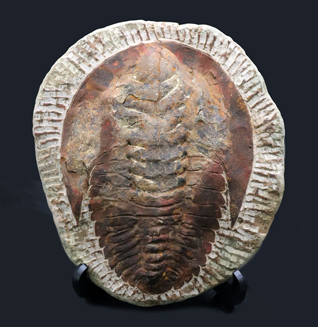 最初期の大型三葉虫、アンダルシアナ（Andalsiana）の化石（その1）