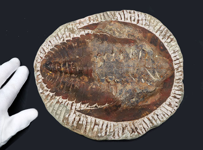 最初期の大型三葉虫、アンダルシアナ（Andalsiana）の化石（その4）