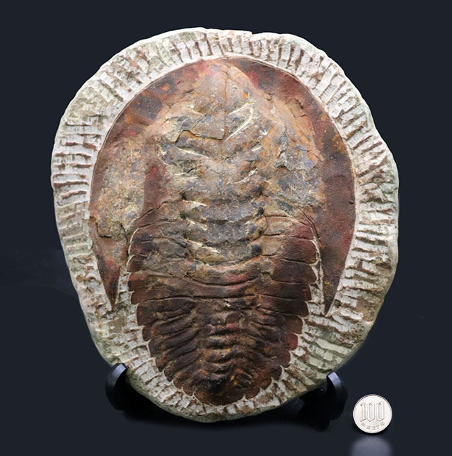 最初期の大型三葉虫、アンダルシアナ（Andalsiana）の化石（その8）