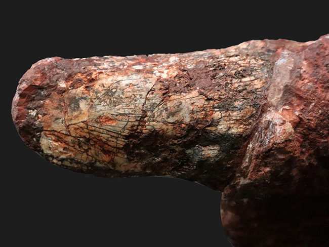 ベリーべリーレア！世界的な希少性、博物館級、世界的に見てもレアと言える、ディキノドン（Dicynodont)）の極めて立派な牙の化石。２０年前の化石ショーで発表されたオールドコレクション（その4）